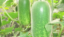 网红同款吃瓜图片高清